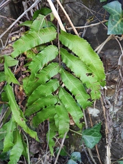 Menisciopsis penangiana