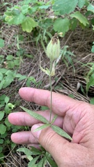 Silene latifolia alba