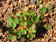 Oxalis compressa