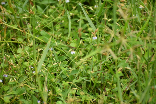 Image of Yamazakia pusilla by (c) Gannu03, some rights reserved (CC BY-SA)