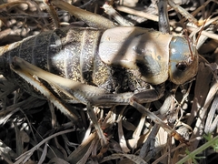 Anabrus simplex