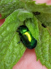 Chrysolina herbacea