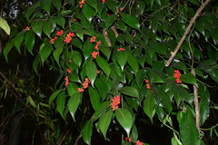 Ilex buergeri