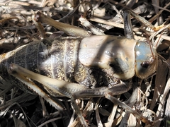 Anabrus simplex