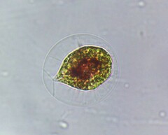 Haematococcus