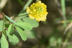 Trifolium campestre
