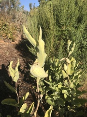 Asclepias