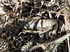 Anabrus simplex