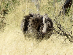 Struthio camelus australis