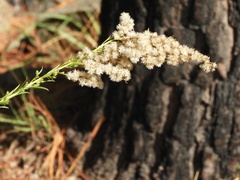 Solidago chilensis