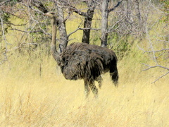 Struthio camelus australis