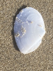 Rexithaerus secta