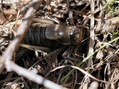 Anabrus simplex