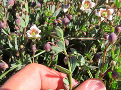 Roepera sessilifolia