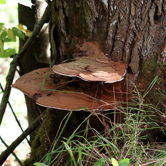 Ganoderma applanatum