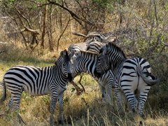 Equus quagga