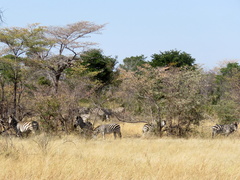 Equus quagga