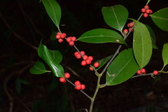 Ilex buergeri