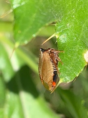 Aphrodes