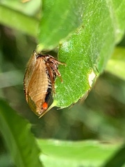 Aphrodes