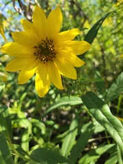 Helianthus grosseserratus