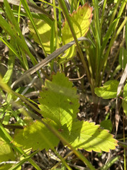 Fragaria