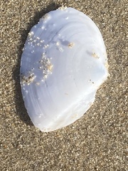 Rexithaerus secta