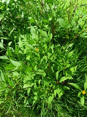 Bidens frondosa