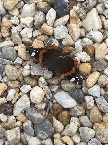 Vanessa atalanta