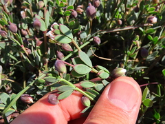 Roepera sessilifolia