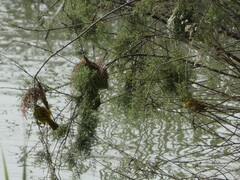 Ploceus melanocephalus