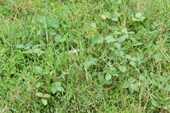 Crotalaria pallida