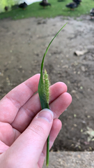 Setaria viridis