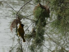 Ploceus melanocephalus