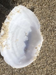 Rexithaerus secta