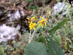 Senecio velleioides