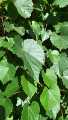 Vitis