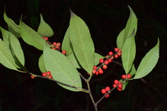 Ilex buergeri