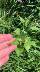 Galinsoga quadriradiata