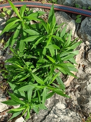 Solidago canadensis