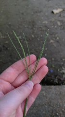 Digitaria sanguinalis