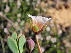 Roepera sessilifolia