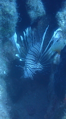 Pterois miles