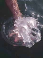 Rhizostoma pulmo