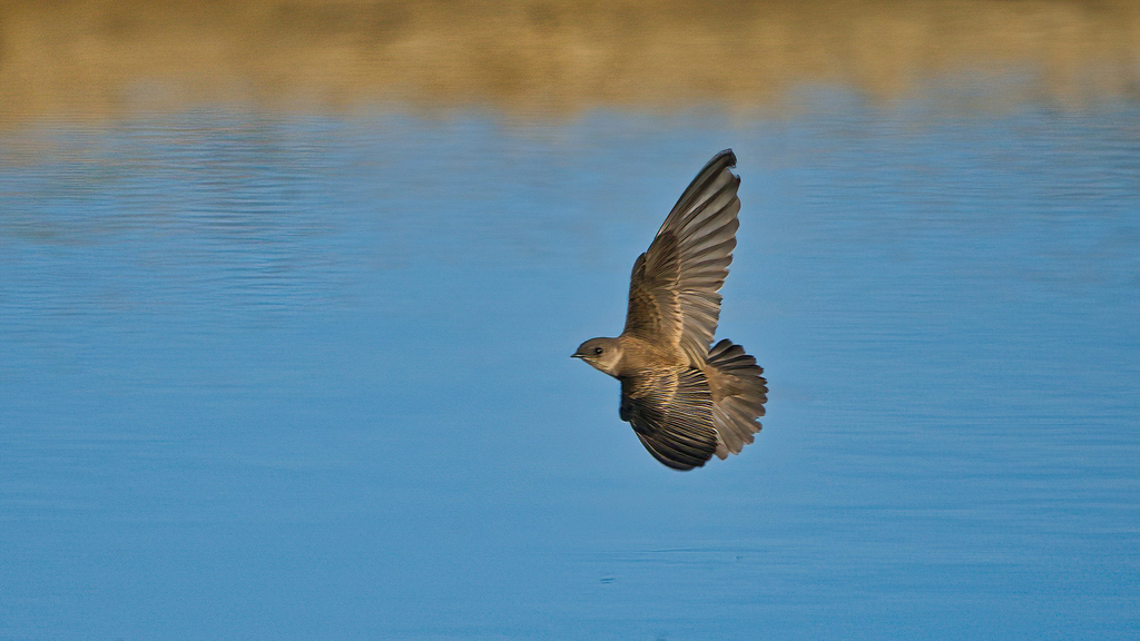 Northern Rough-winged Swallow