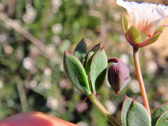 Roepera sessilifolia