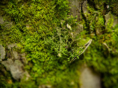 Porella platyphylla