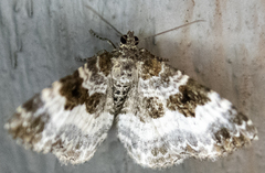 Epirrhoe alternata
