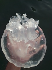 Rhizostoma pulmo