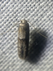 Pigritia